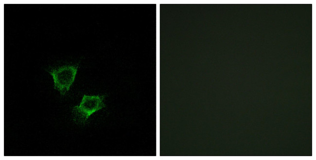 ZNRF2 Antibody in Immunocytochemistry (ICC/IF)
