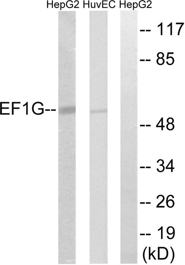 EEF1G Antibody in Western Blot (WB)
