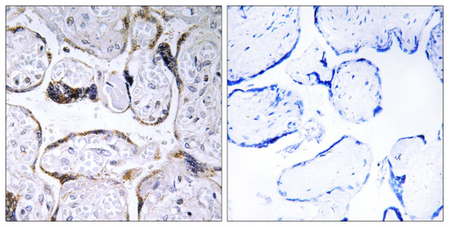 ELOVL3 Antibody in Immunohistochemistry (Paraffin) (IHC (P))