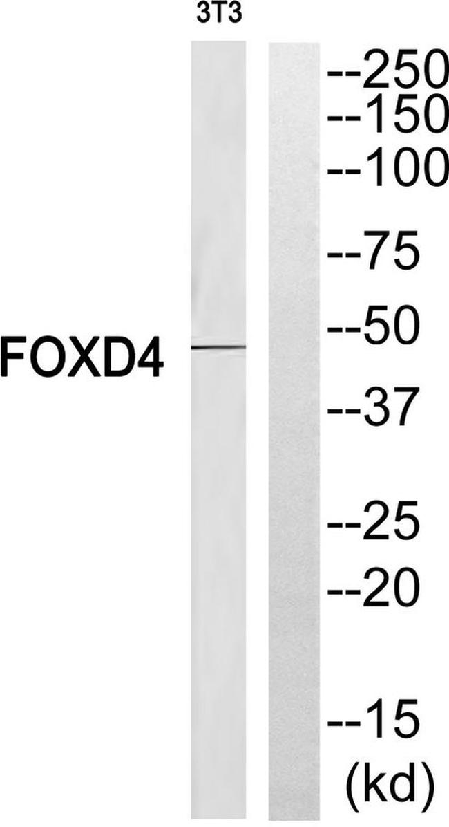 FOXD4 Antibody in Western Blot (WB)
