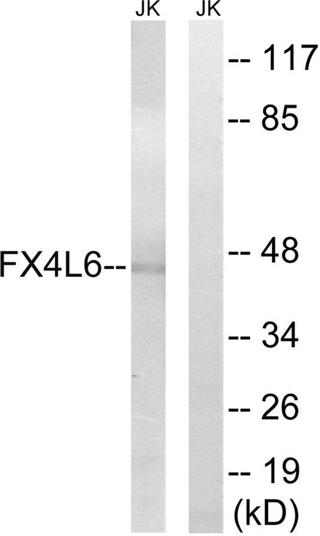FOXD4/L2/L3/L4/L5/L6 Antibody in Western Blot (WB)
