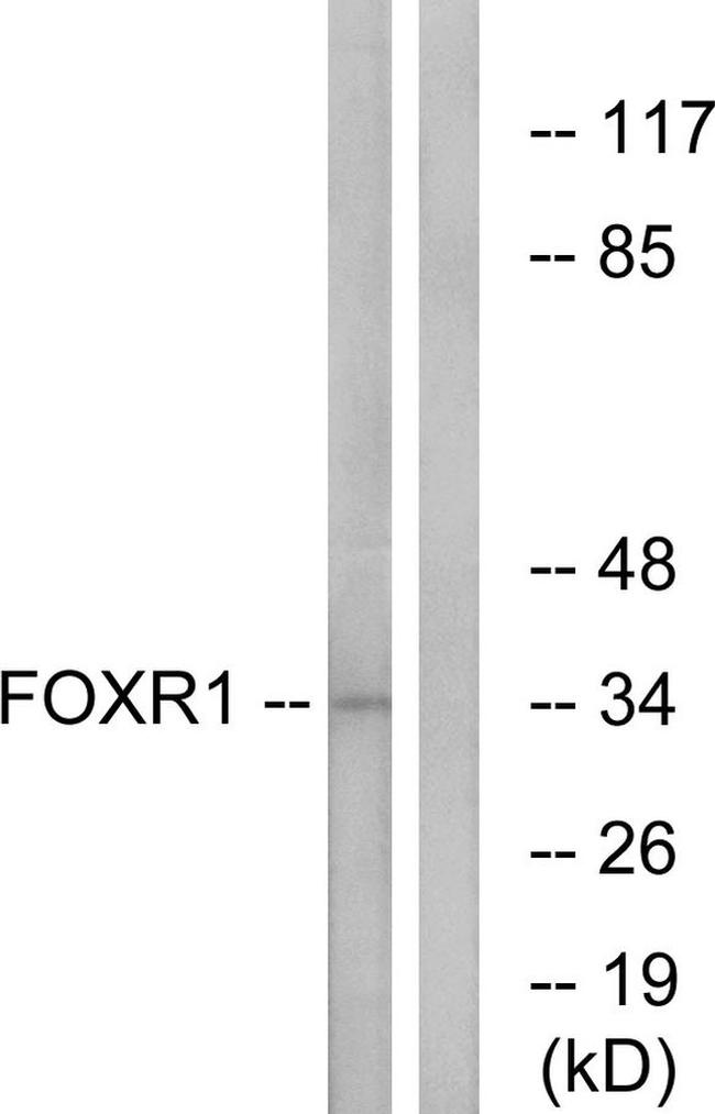 FOXR1 Antibody in Western Blot (WB)