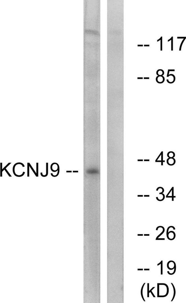 Kir3.3 (KCNJ9) Antibody in Western Blot (WB)