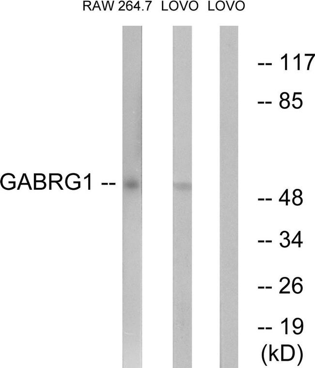 GABRG1 Antibody in Western Blot (WB)