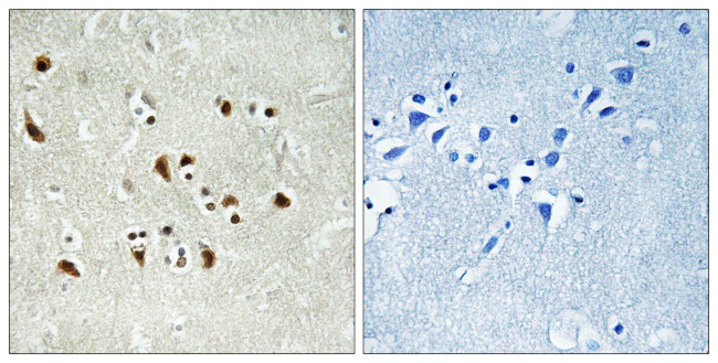GPC6 Antibody in Immunohistochemistry (Paraffin) (IHC (P))