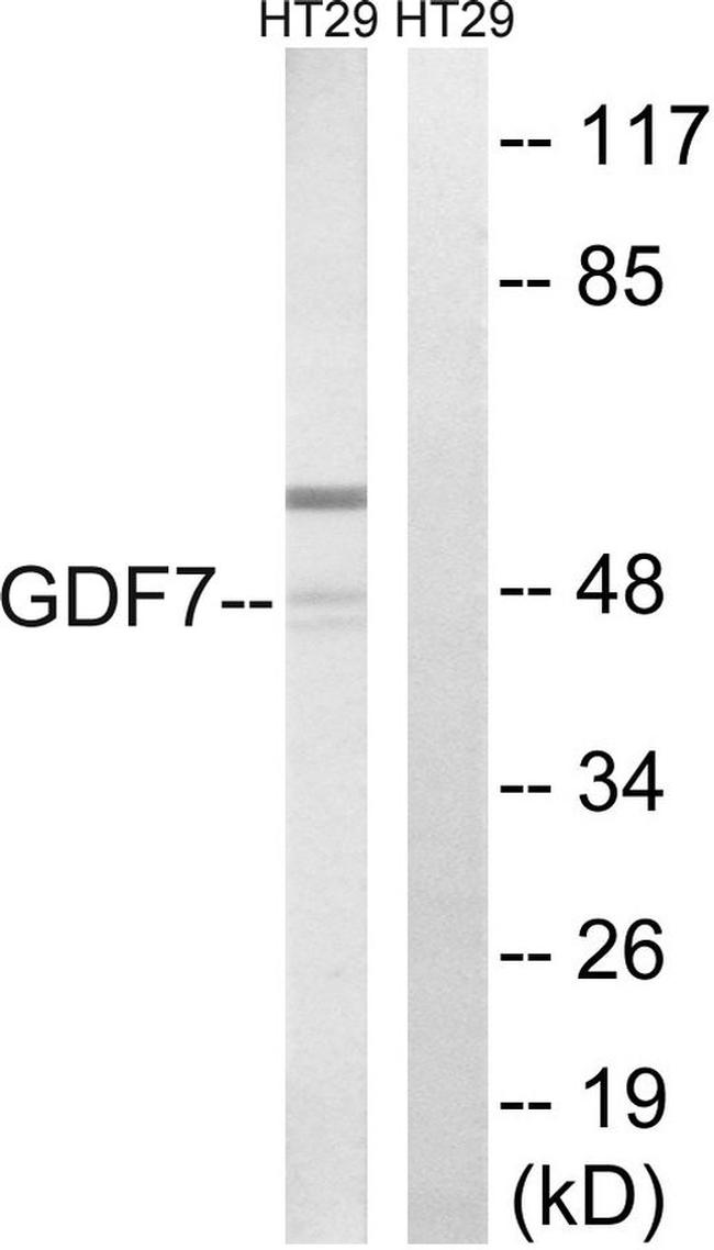 GDF7 Antibody in Western Blot (WB)