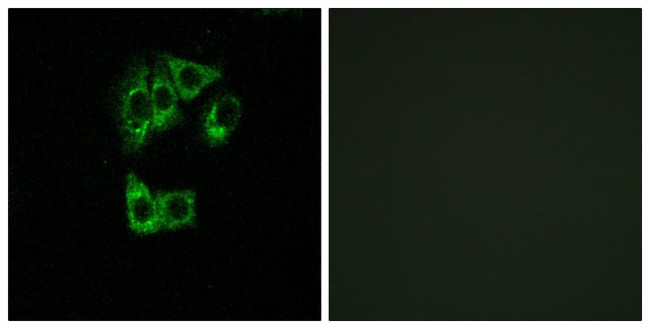 GIMAP2 Antibody in Immunocytochemistry (ICC/IF)