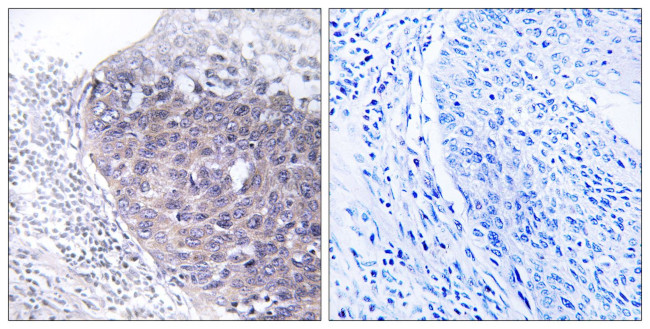 MTG2 Antibody in Immunohistochemistry (Paraffin) (IHC (P))