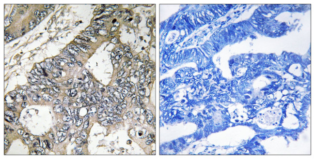 GUF1 Antibody in Immunohistochemistry (Paraffin) (IHC (P))