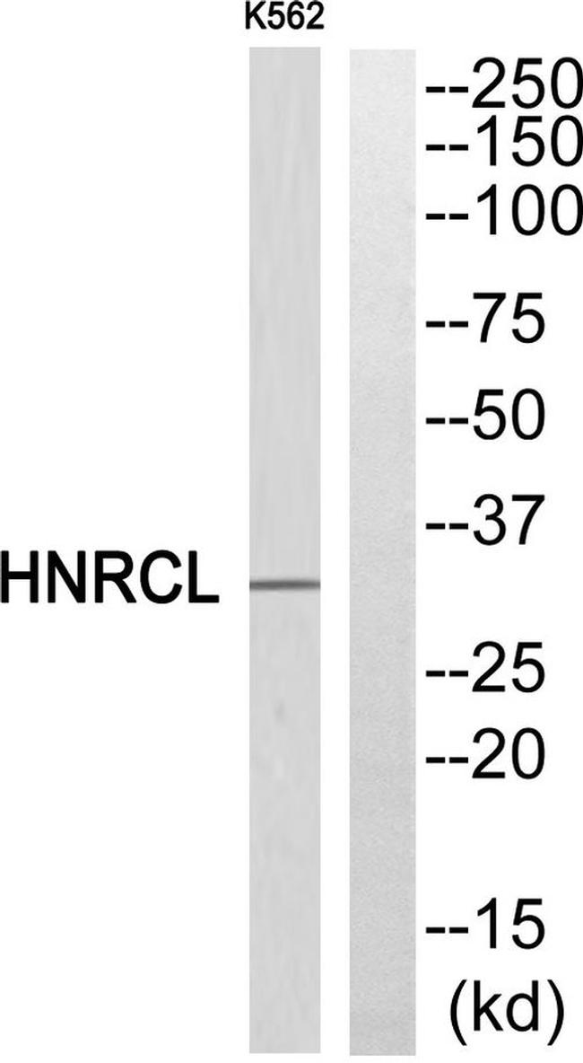 hnRNP CL1 Antibody in Western Blot (WB)