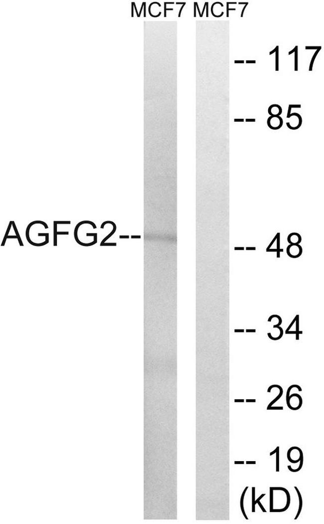 AGFG2 Antibody in Western Blot (WB)