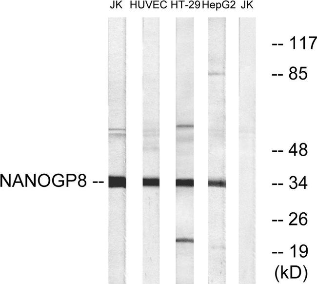 NANOGP8 Antibody in Western Blot (WB)