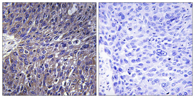 USP50 Antibody in Immunohistochemistry (Paraffin) (IHC (P))