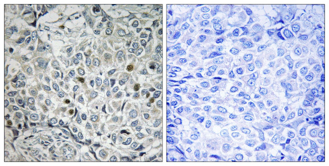 USP53 Antibody in Immunohistochemistry (Paraffin) (IHC (P))