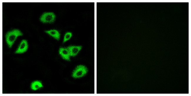 LILRB4 Antibody in Immunocytochemistry (ICC/IF)