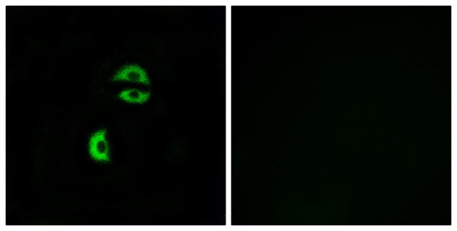 LDLRAD3 Antibody in Immunocytochemistry (ICC/IF)