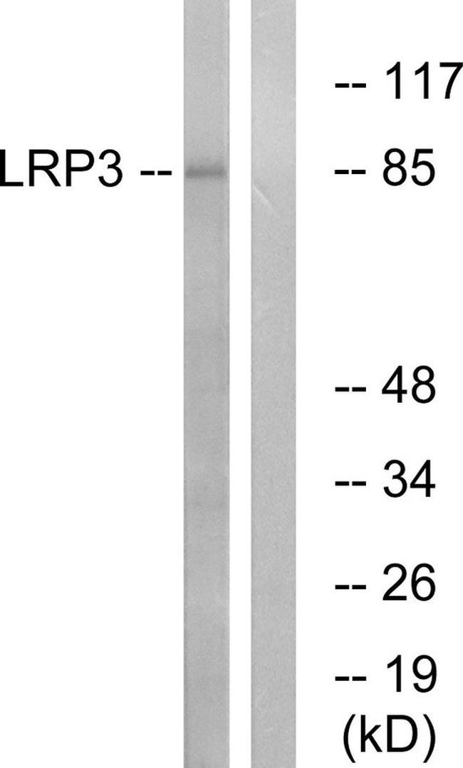 LRP3 Antibody in Western Blot (WB)