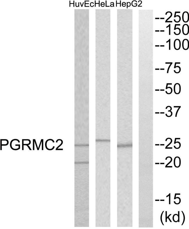 PGRMC2 Antibody in Western Blot (WB)
