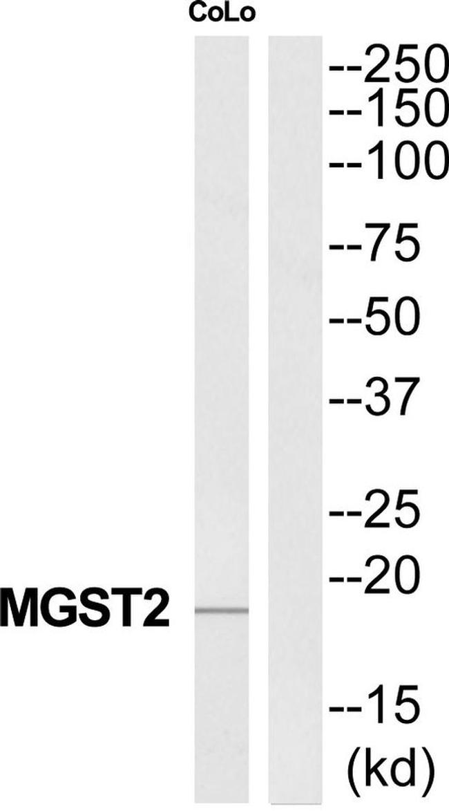 MGST2 Antibody in Western Blot (WB)