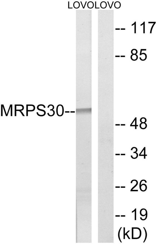 MRPS30 Antibody in Western Blot (WB)