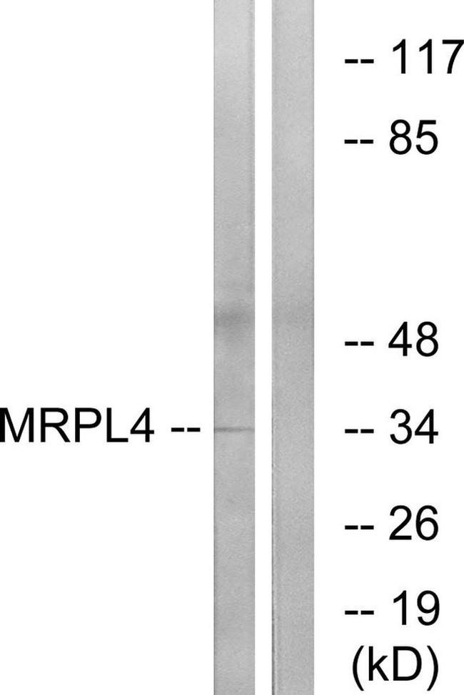 MRPL4 Antibody in Western Blot (WB)