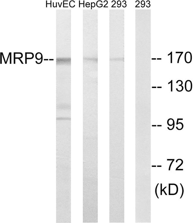 MRP9 Antibody in Western Blot (WB)