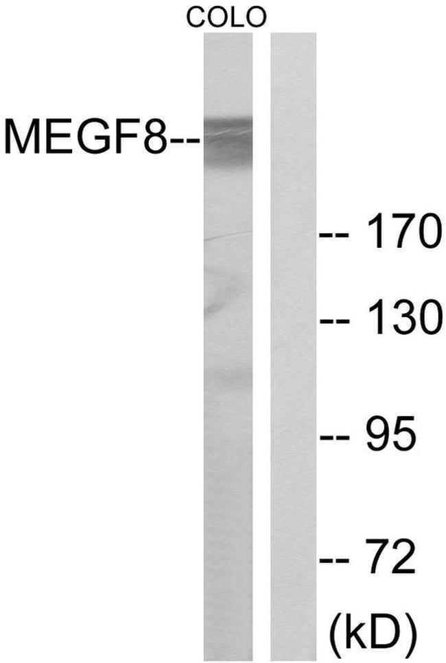 EGFL4 Antibody in Western Blot (WB)