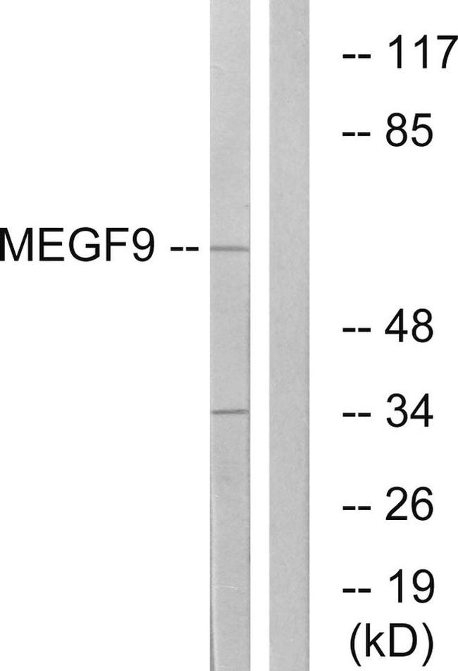 EGFL5 Antibody in Western Blot (WB)