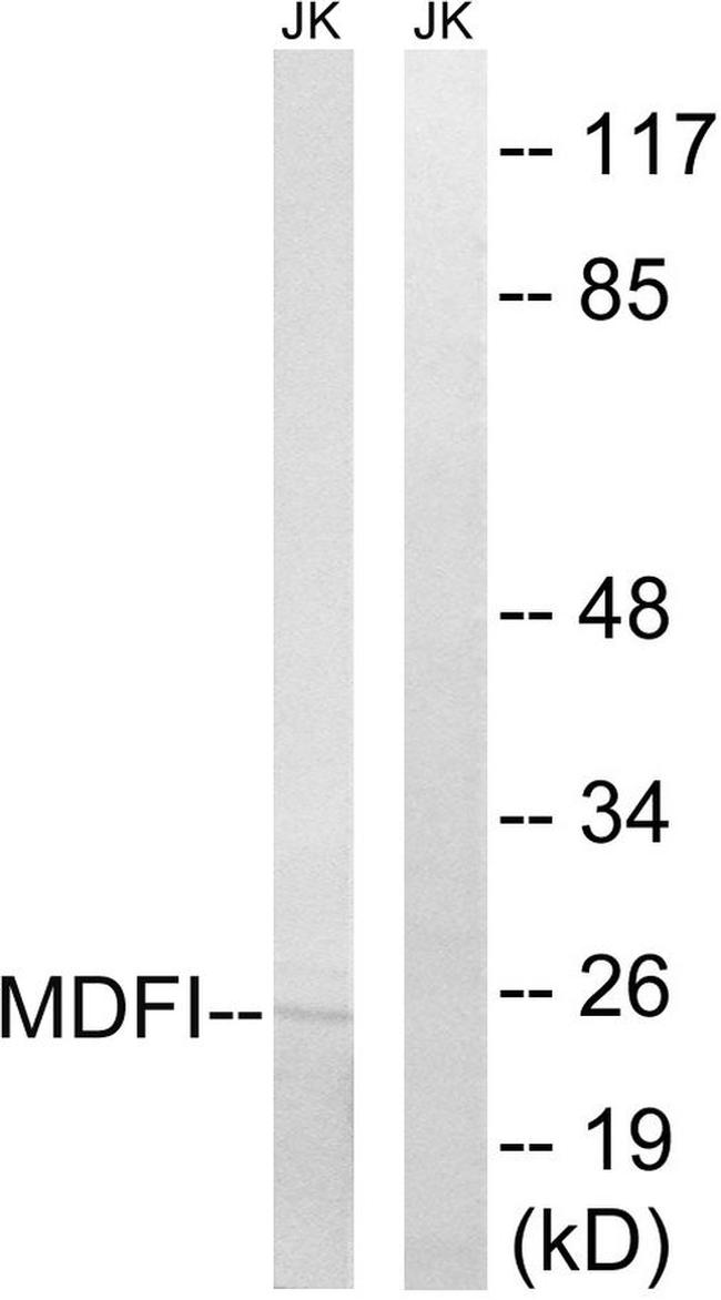 MDFI Antibody in Western Blot (WB)