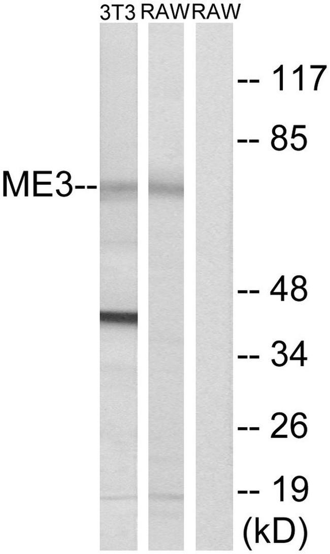ME3 Antibody in Western Blot (WB)