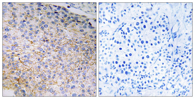 NOX3 Antibody in Immunohistochemistry (Paraffin) (IHC (P))