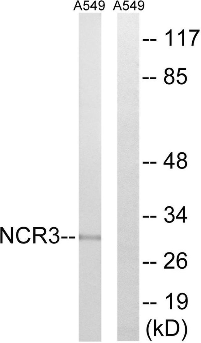 NKp30 Antibody in Western Blot (WB)