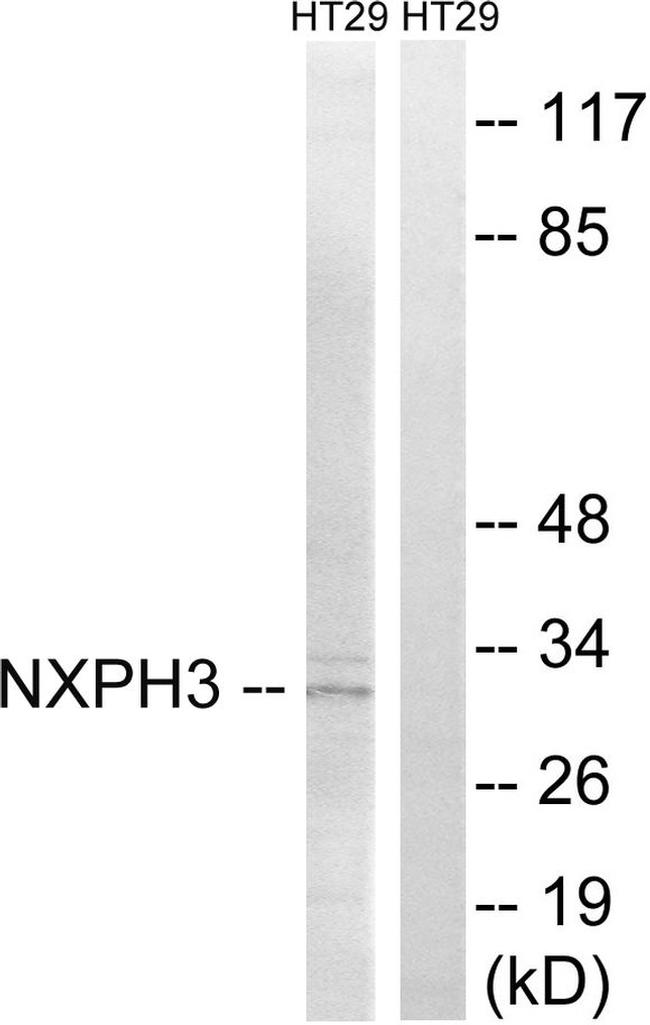 NXPH3 Antibody in Western Blot (WB)