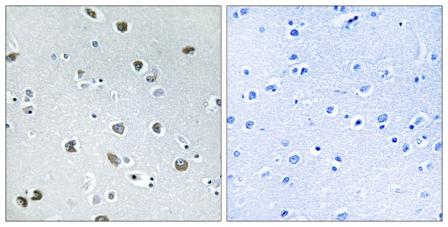 NXPH4 Antibody in Immunohistochemistry (Paraffin) (IHC (P))