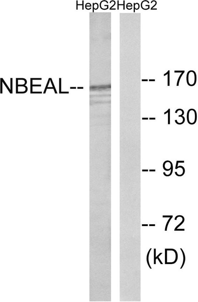 NBEAL1 Antibody in Western Blot (WB)