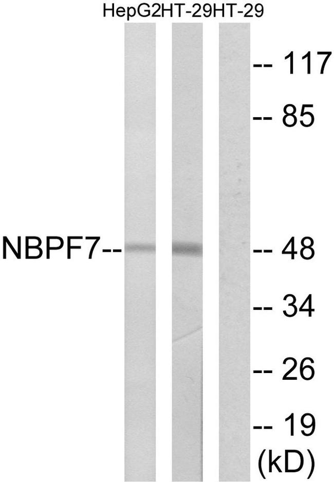 NBPF7 Antibody in Western Blot (WB)