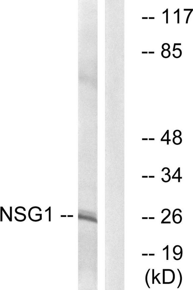 NSG1 Antibody in Western Blot (WB)
