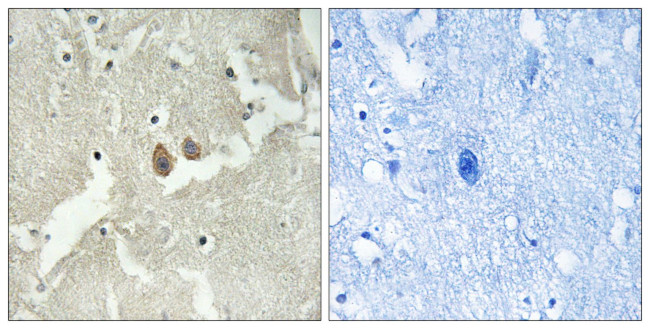 NSG2 Antibody in Immunohistochemistry (Paraffin) (IHC (P))