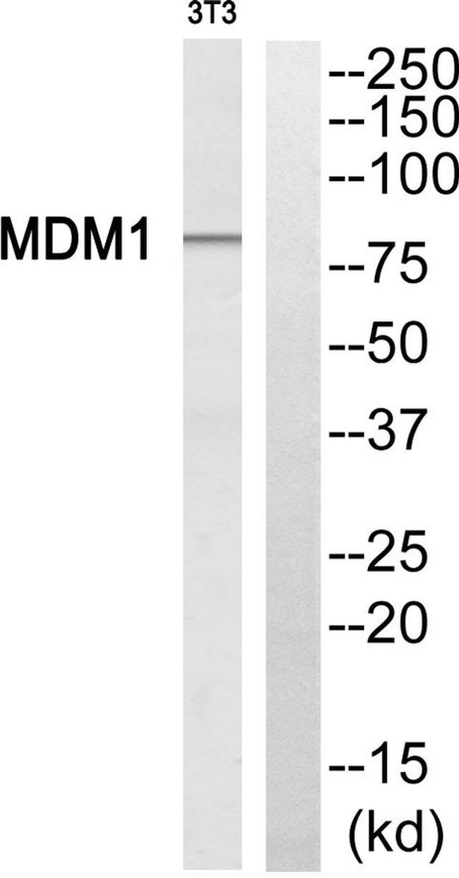 MDM1 Antibody in Western Blot (WB)