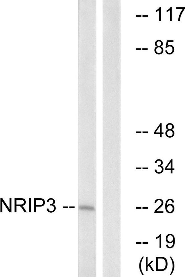 NRIP3 Antibody in Western Blot (WB)