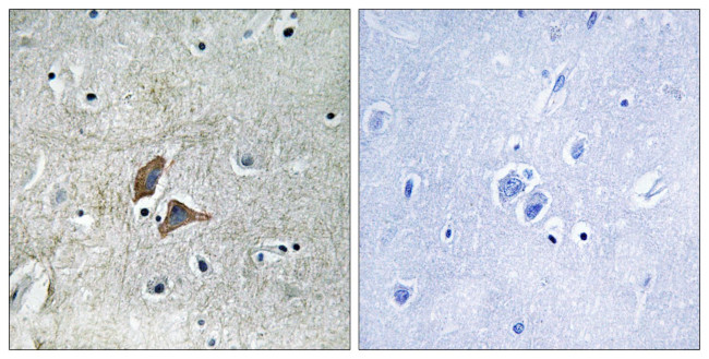 OMG Antibody in Immunohistochemistry (Paraffin) (IHC (P))
