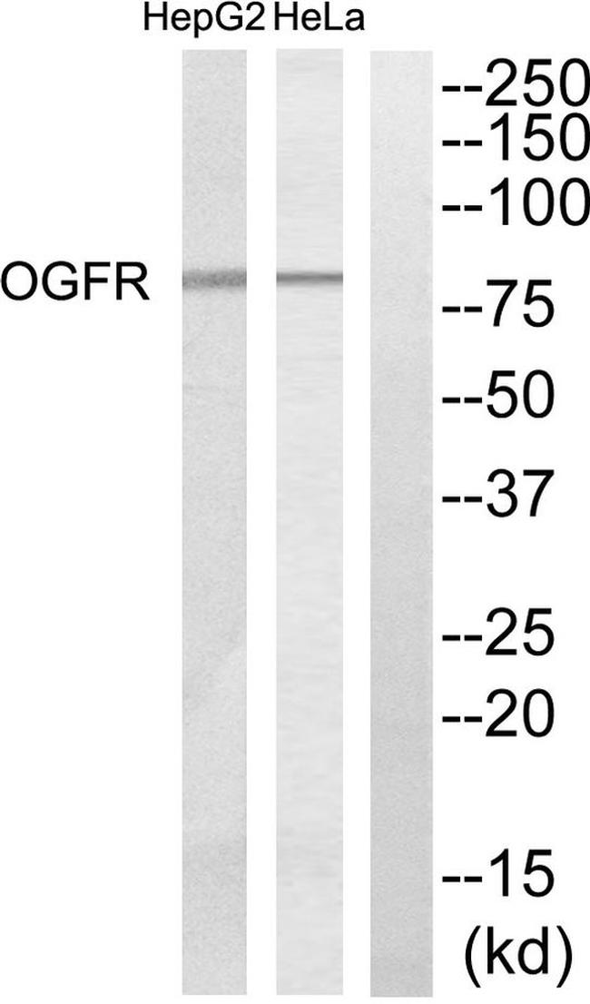OGFR Antibody in Western Blot (WB)