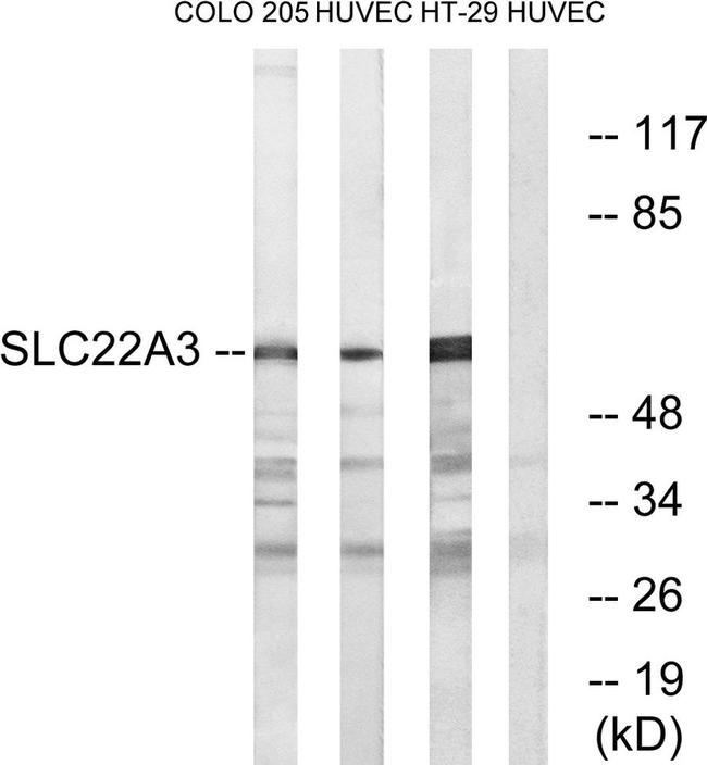 SLC22A3 Antibody in Western Blot (WB)