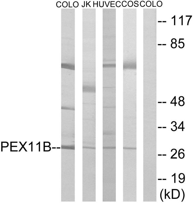 PEX11B Antibody in Western Blot (WB)