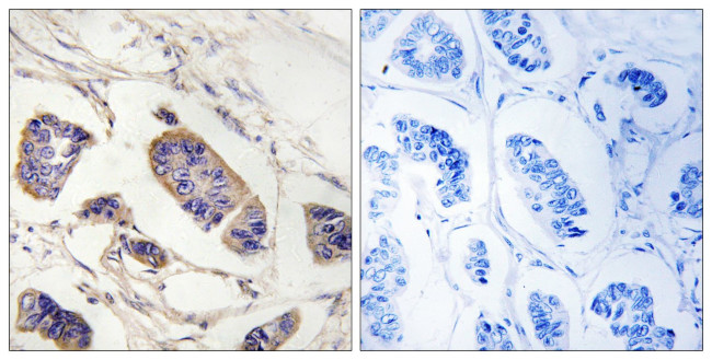 PEX7 Antibody in Immunohistochemistry (Paraffin) (IHC (P))