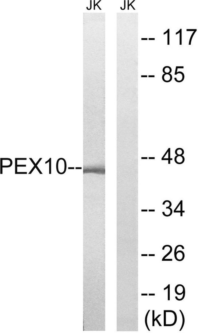 PEX10 Antibody in Western Blot (WB)