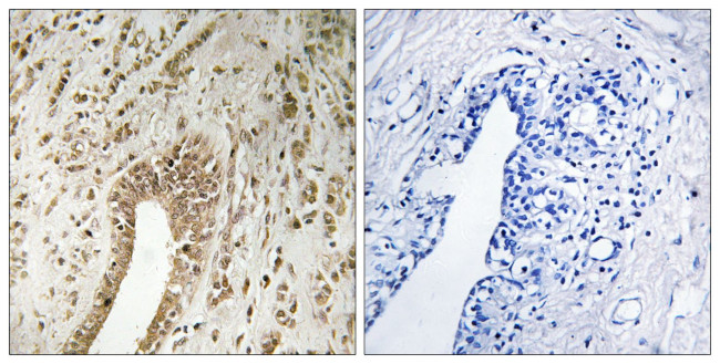 PHF3 Antibody in Immunohistochemistry (Paraffin) (IHC (P))