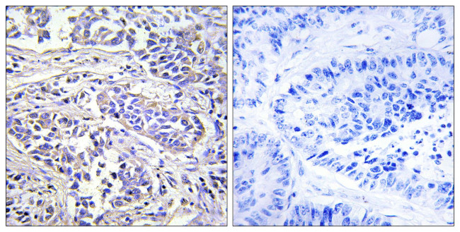 PLCXD1 Antibody in Immunohistochemistry (Paraffin) (IHC (P))