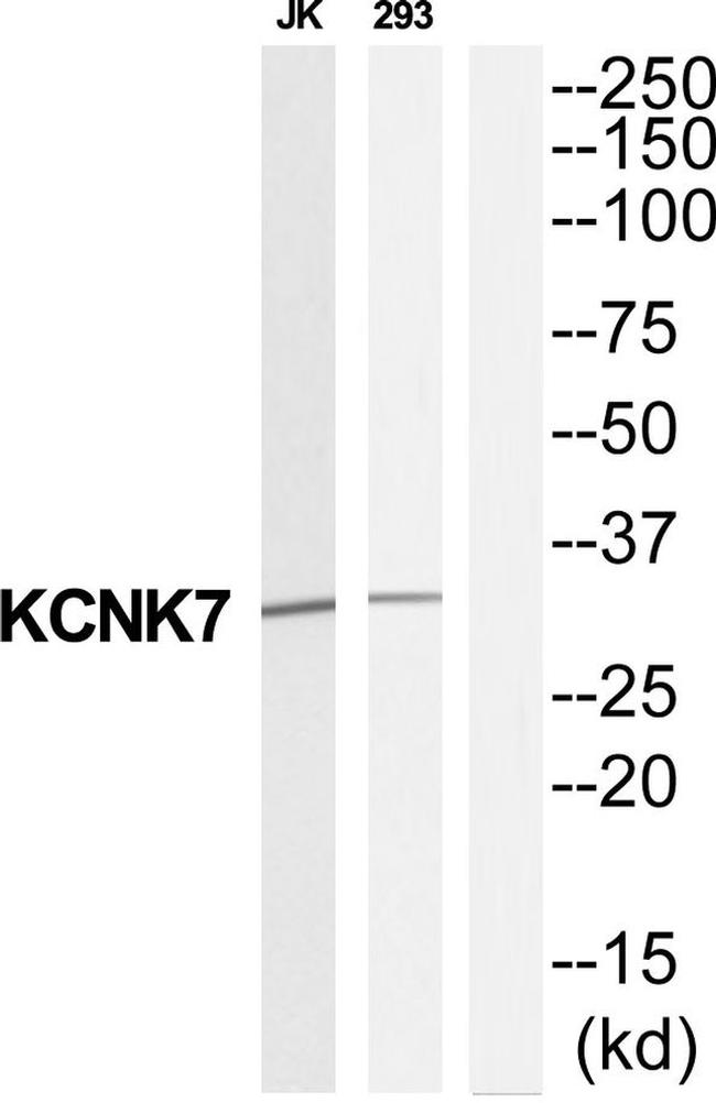 KCNK7 Antibody in Western Blot (WB)