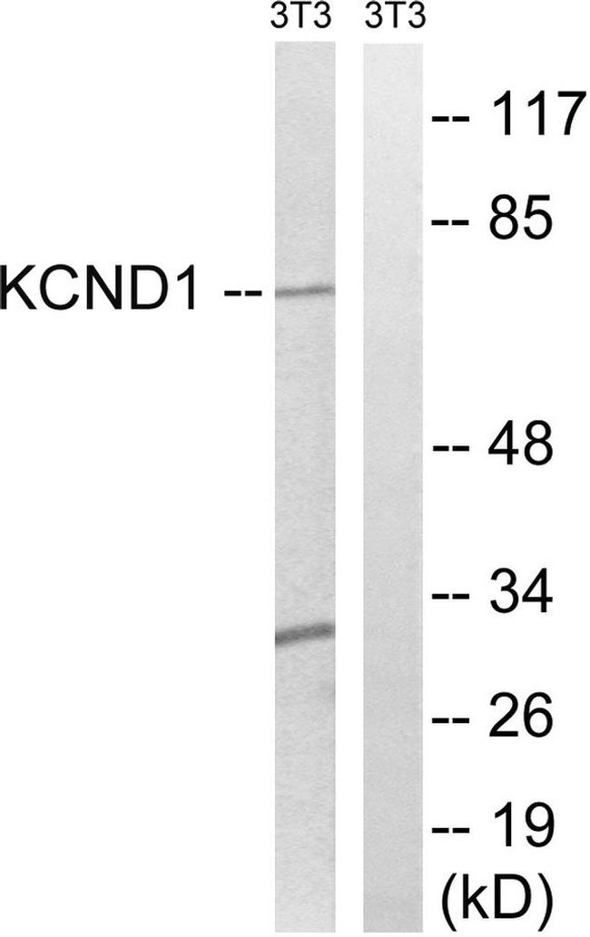 KV4.1 (KCND1) Antibody in Western Blot (WB)
